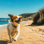 plage chien - repère 60, chien courant sur plage